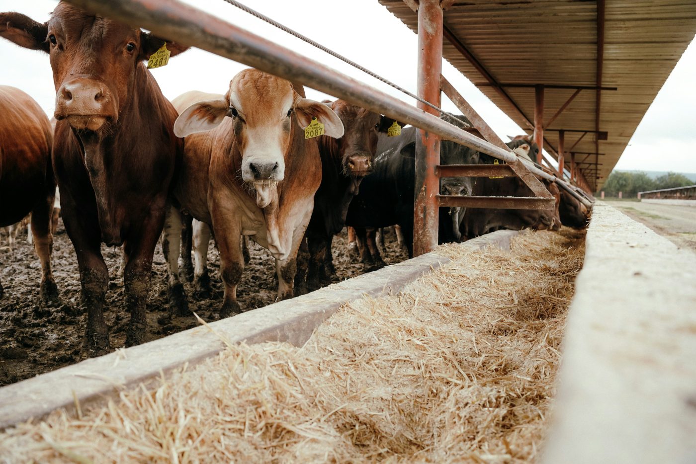 Reses de engorde asoman la cabeza entre las barras de un cebadero, junto a un comedero largo lleno de forraje seco. Foto: Marianne Macdonald en Unsplash.