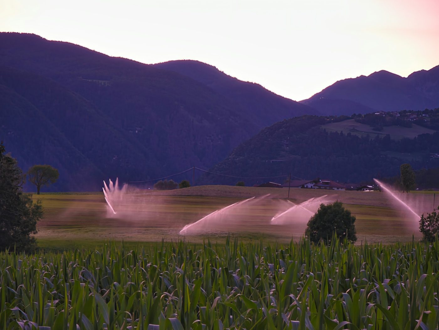 Aspersores regando un prado al atardecer, con un maizal en primer plano y montañas al fondo. Foto: Domenico Adornato en Unsplash.